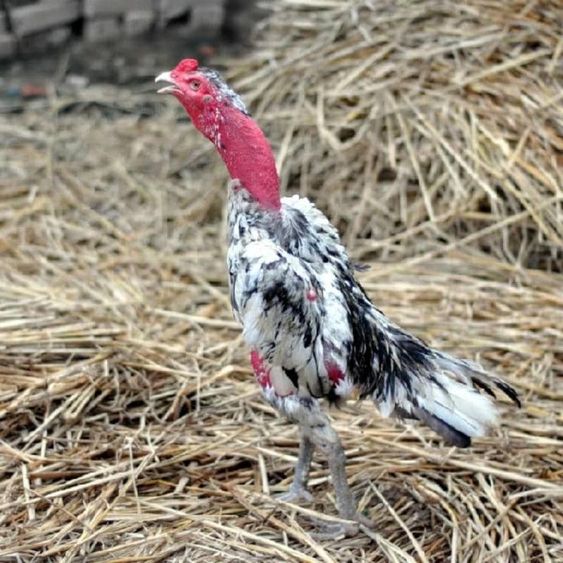 Bệnh Tụ Huyết Trùng ở Gà Là Gì Nguyên Nhân Và Phác Đồ Điều Trị Tụ Huyết Trùng Ở Gà