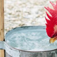 Hướng dẫn cách chữa gà không chịu ăn hiệu quả