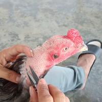 Hướng Dẫn Cách Tỉa Lông Gà Chọi Chuẩn Kỹ Thuật Giúp Gà Mạnh Mẽ Hơn
