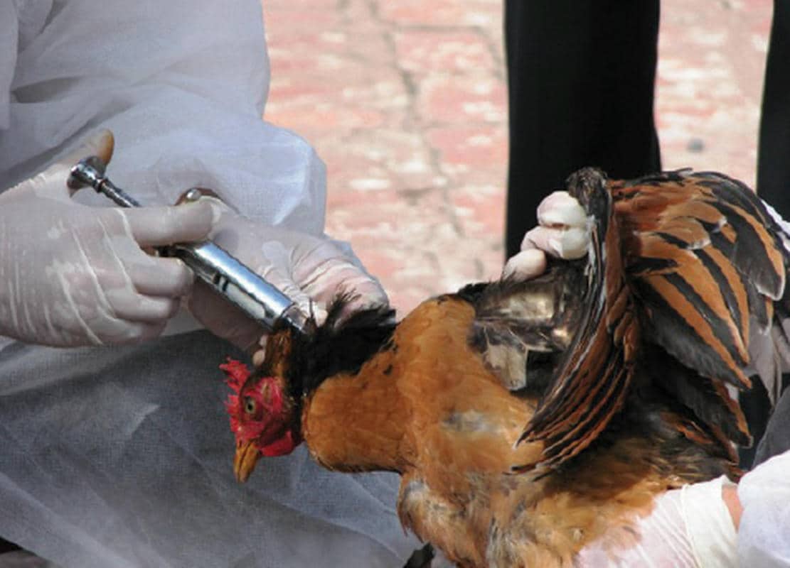 tiem-vaccine-cho-ga.jpg