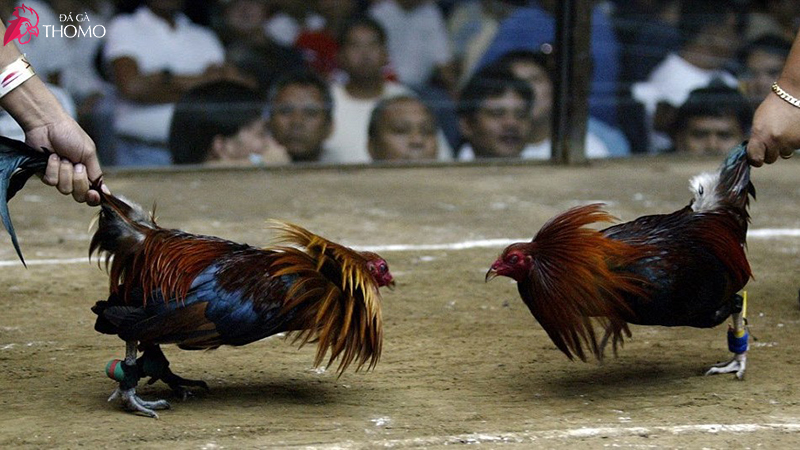Nhân viên trường gà tiến hành cho hai gà chiến vào sân