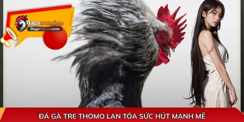 Đá gà tre  Thomo lan tỏa sức hút mạnh mẽ